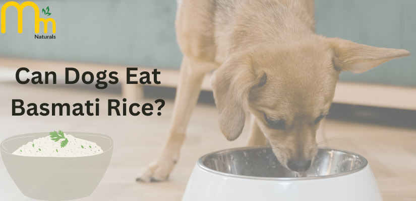 Can Dogs 2025 Have Basmati Rice
