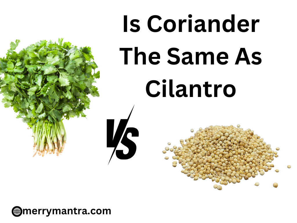 Is Coriander The Same As Cilantro